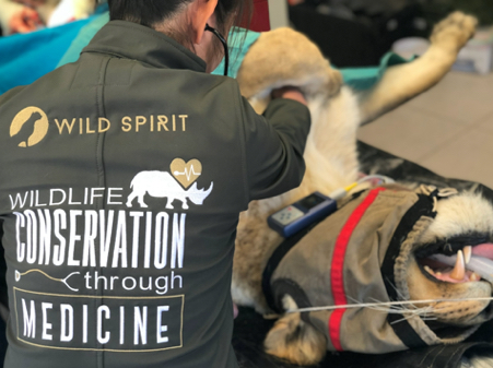 Wild Spirit_Wildlife Veterinary Course_South Africa